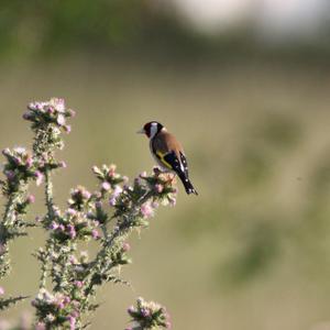 European Goldfinch