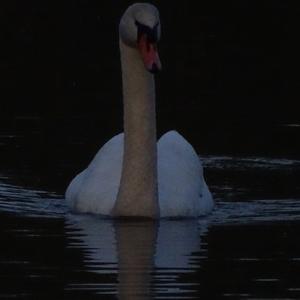 Mute Swan