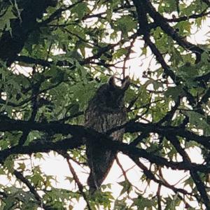 Long-eared Owl