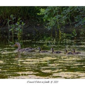 Mallard