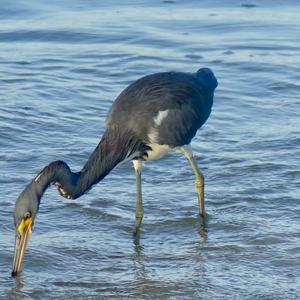 Tricoloured Heron