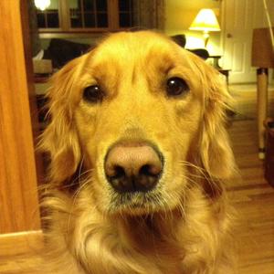 Retriever (Golden)