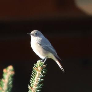 Black Redstart