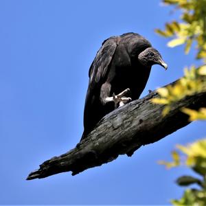 Black Vulture