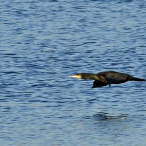 Great Cormorant