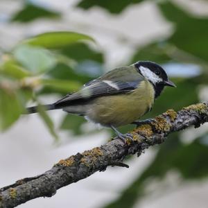 Great Tit