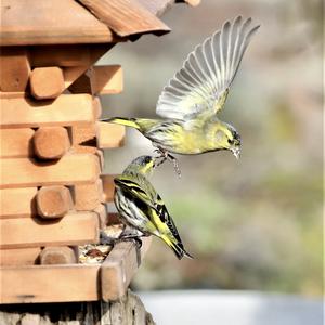 Eurasian Siskin