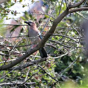 Eurasian Jay