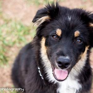 Australian Shepherd