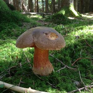 Dotted-stem Bolete