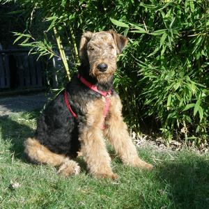 Airedale Terrier