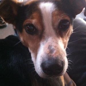 Unknown Breed