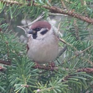 Eurasian Tree Sparrow