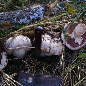 Red-staining Mushroom