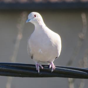 Eurasian Collared-dove