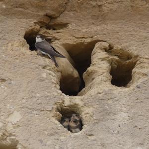 Sand Martin