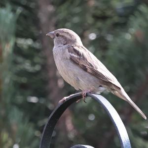 House Sparrow