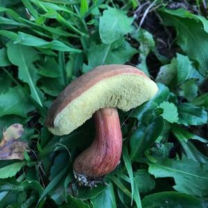 Red-cracked Bolete