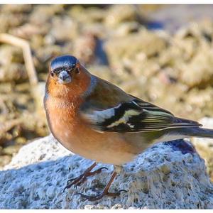 Eurasian Chaffinch