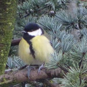 Great Tit