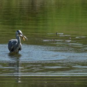 Grey Heron