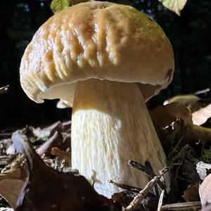 King Bolete