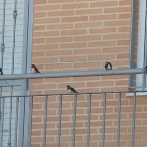 Barn Swallow