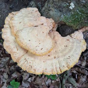 Chicken Mushroom