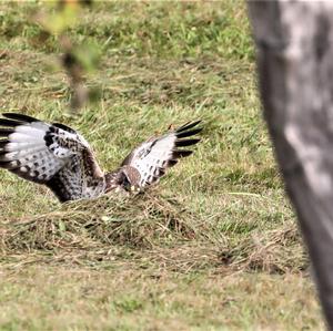 Common Buzzard