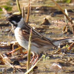 Reed Bunting