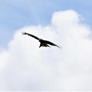 Red Kite