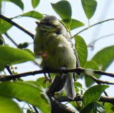 Unknown Species