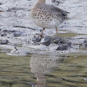 Common Teal