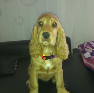 Unknown Breed