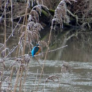 Common Kingfisher