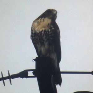 Red-tailed Hawk