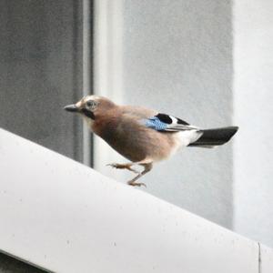 Eurasian Jay