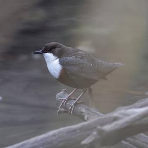 White-throated Dipper