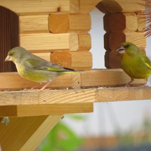 European Greenfinch