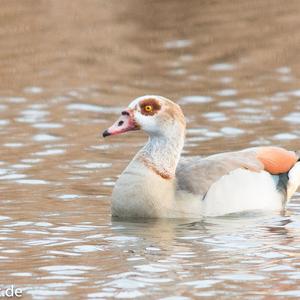 Egyptian Goose