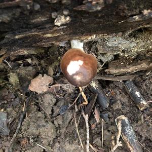 Fawn Mushroom