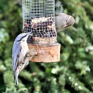 Wood Nuthatch