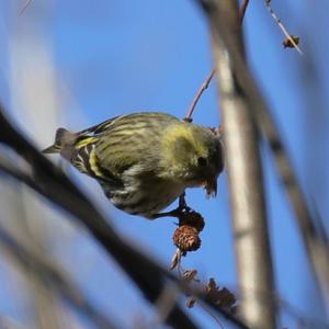 Eurasian Siskin