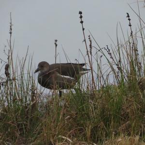 Common Moorhen