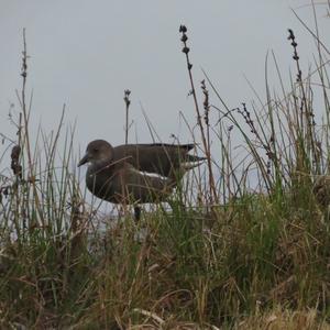 Common Moorhen