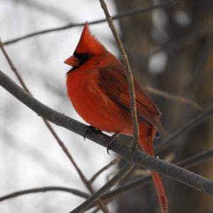 Northern Cardinal