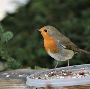 European Robin