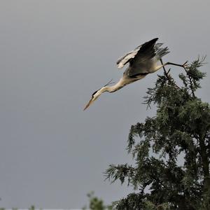 Grey Heron