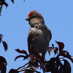 Common Redpoll