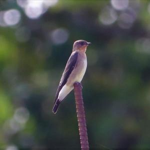 Southern Rough-winged Swallow